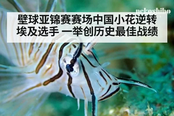 壁球亚锦赛赛场中国小花逆转埃及选手 一举创历史最佳战绩